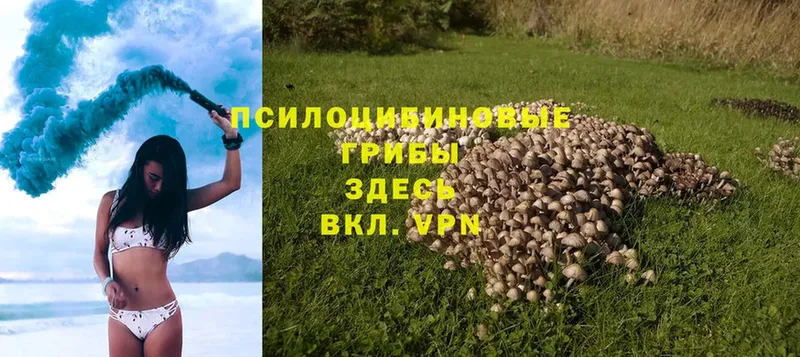 цены наркотик  Верхняя Тура  Галлюциногенные грибы MAGIC MUSHROOMS 